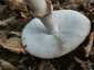 Piruló galóca (Amanita rubescens), Budai-hegység